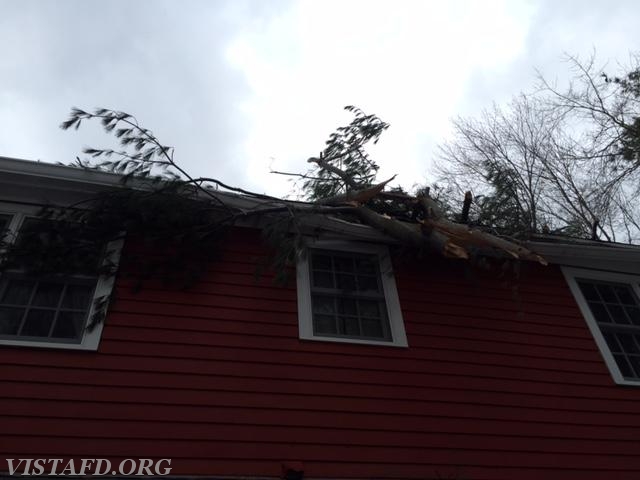 Tree on house call - March 2015